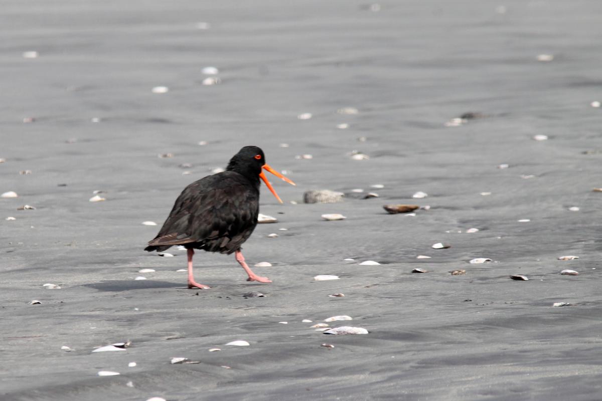 Variable Oystercatcher (Haematopus unicolor), Seal Colony Road, Cape Foulwind, West Coast, New Zealand, 2014-03-11 Variable Oystercatcher (Haematopus unicolor)